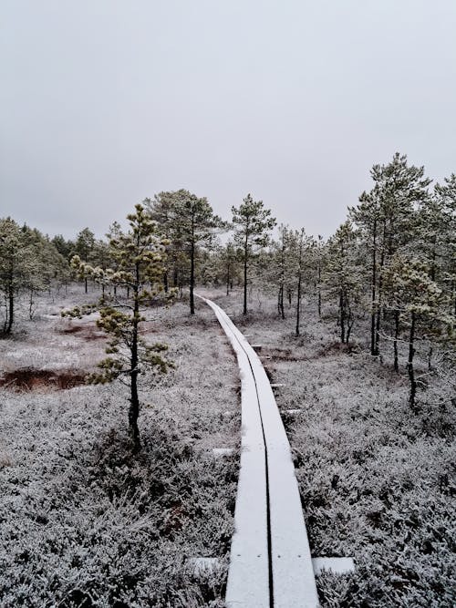 Immagine gratuita di foresta, freddo, inverno