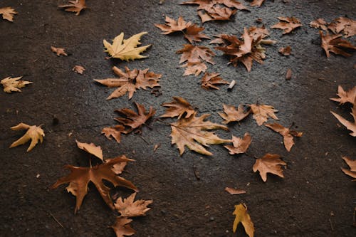 Fallen Maple Leaves on the Ground