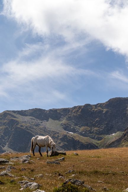 A serene white horse grazing in a mountainous field under a blue sky.