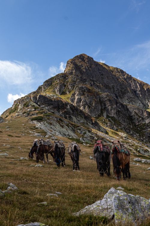 Free Horses graze on mountain grassland with majestic peaks under a blue sky. Stock Photo