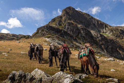 Free Adventurers trekking through mountain landscape with horses on a sunny day. Stock Photo