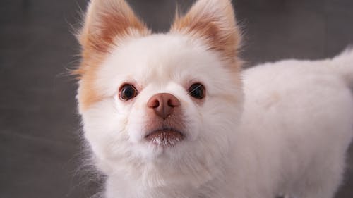 A Close-up Shot of a Cute Dog