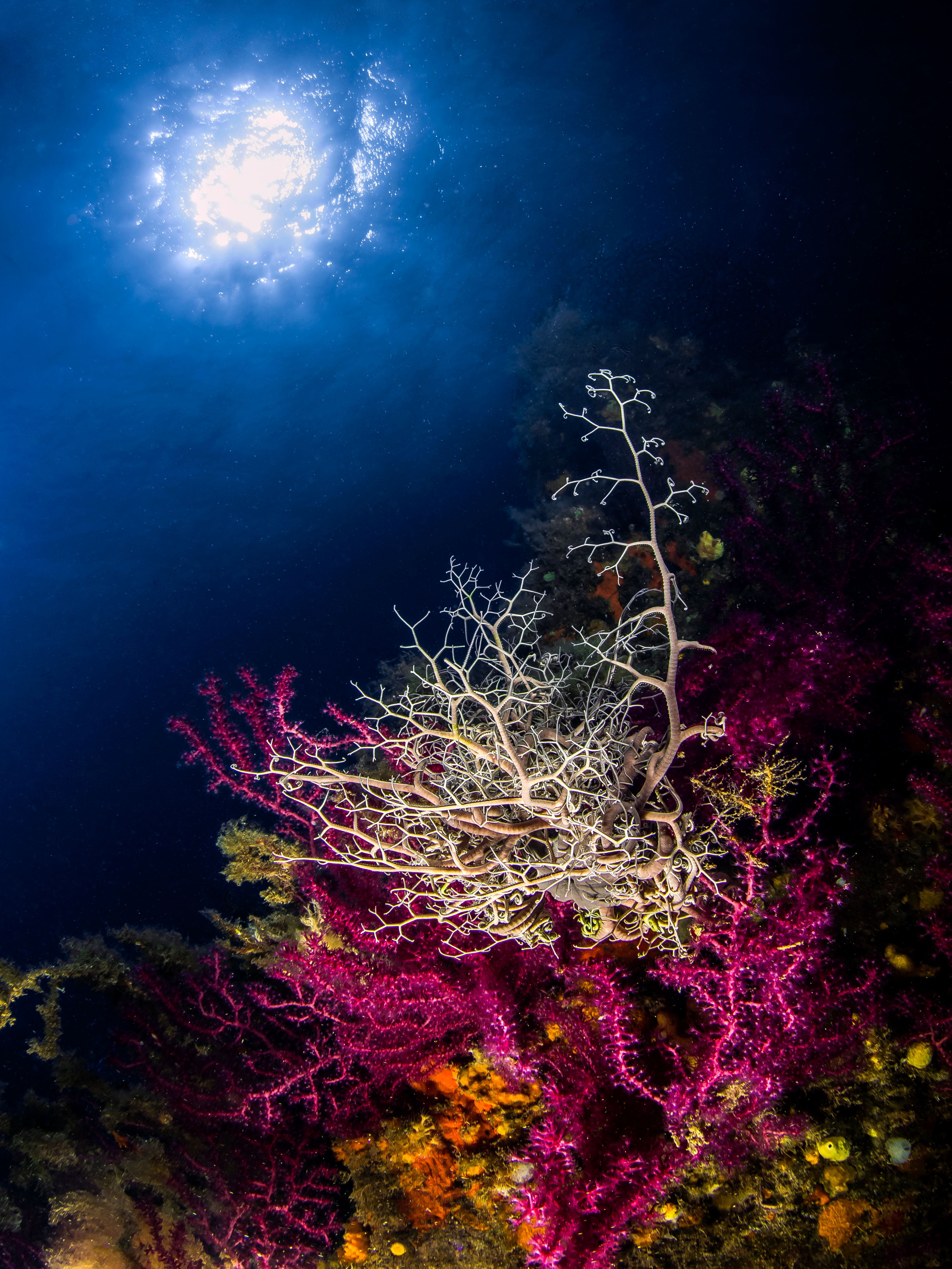Corales Rojos Photos, Download Free Corales Rojos Stock Photos & HD Images
