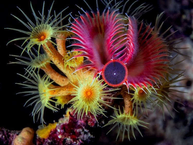 Close-up Of Sea Anemones 