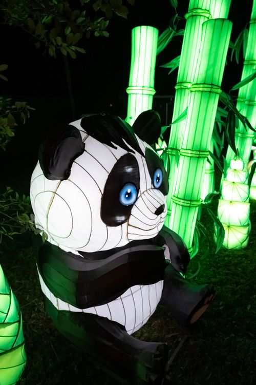 Free Vibrant panda lantern amidst glowing bamboo displays during night festival. Stock Photo