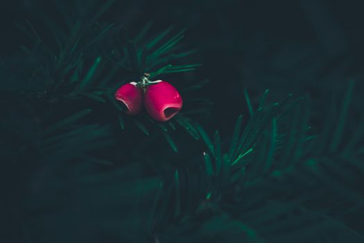 English Yew branches with arils