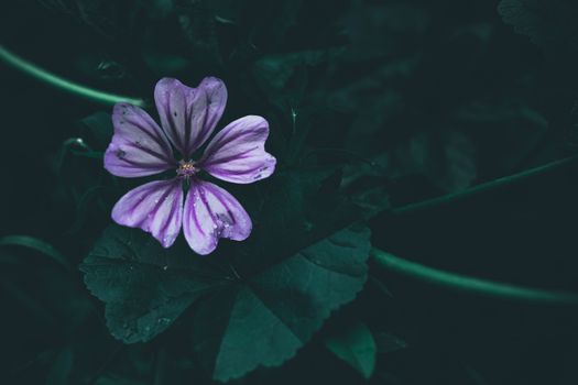 Cloe-Up Shot of a Blooming Purple Flower