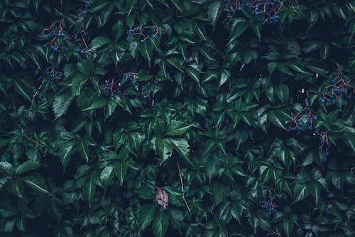 Kostnadsfri bild av gröna löv, gröna växter, lövverk
