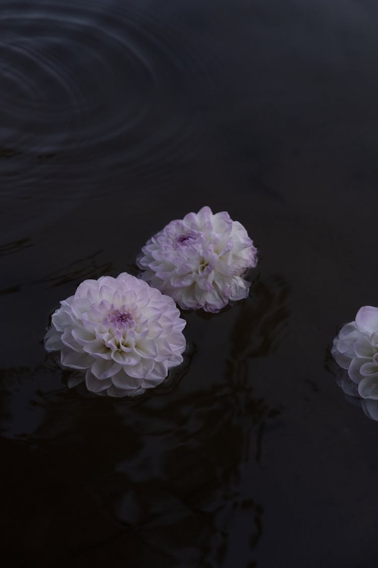 A White Flowers Floating On Water