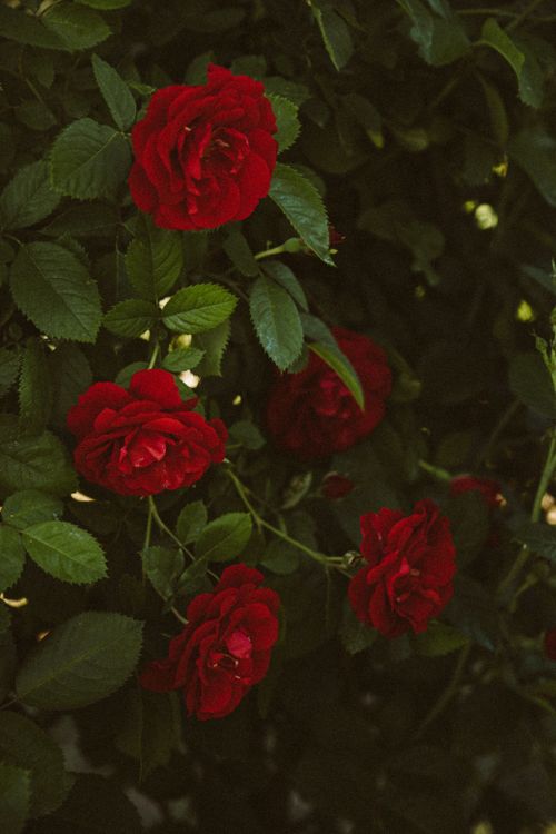 A Red Roses in Full Bloom · Free Stock Photo