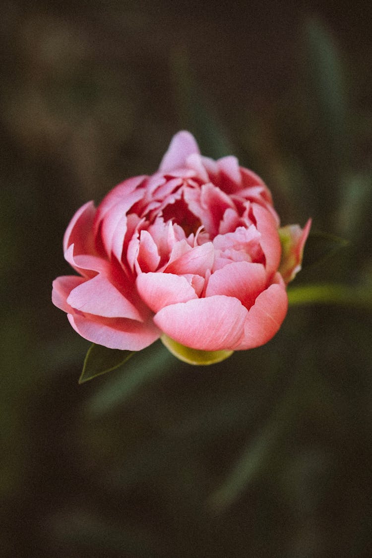 Close Up Of Flower