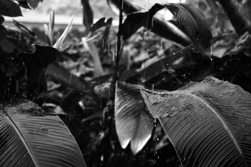 คลังภาพถ่ายฟรี ของ planta, ขาวดำ, ชื้น