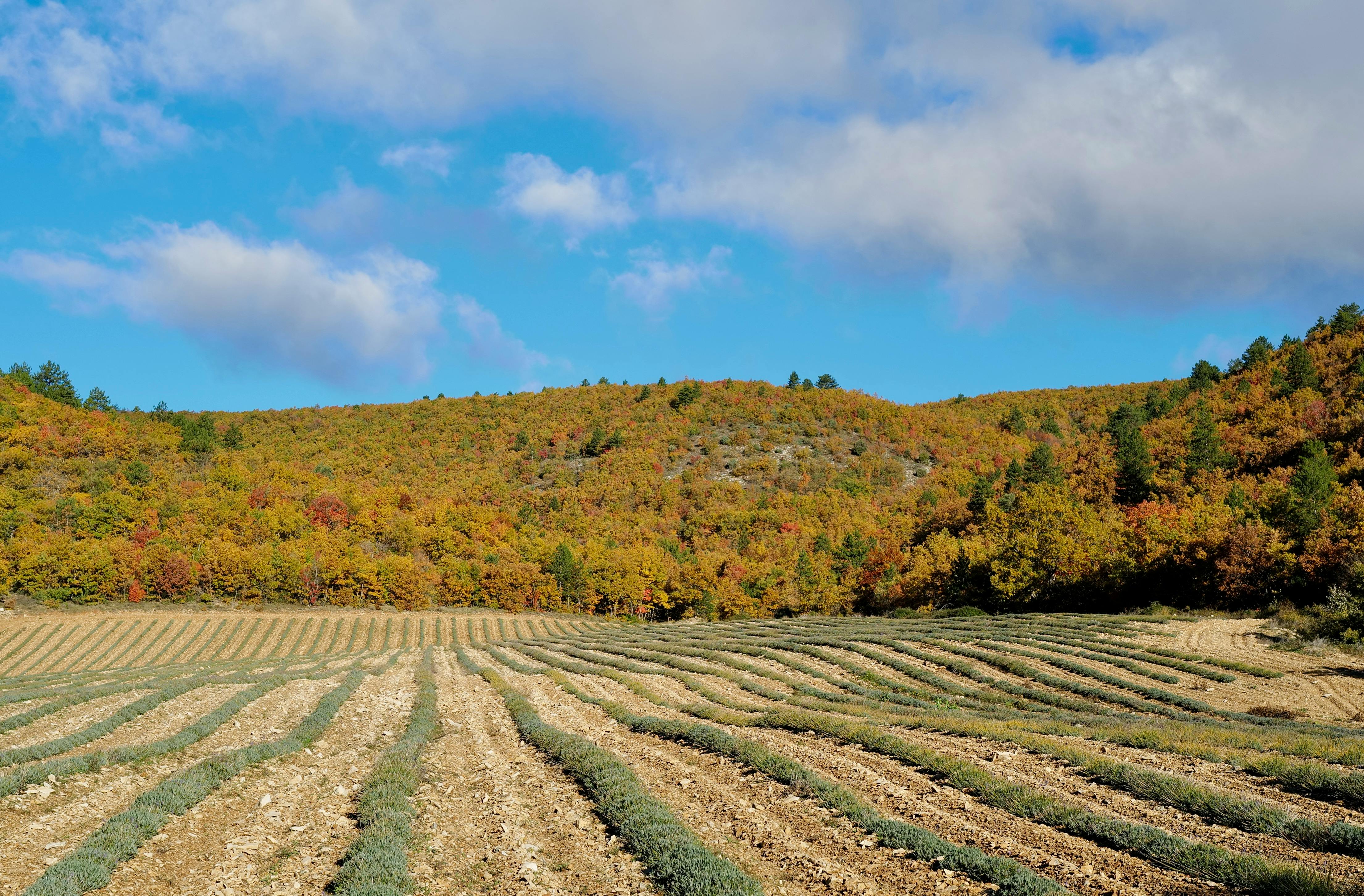 Oak forest in Fall with lavenders fields