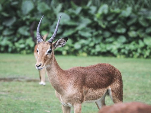 Free A chinkara gazelle standing gracefully on lush green grass in a natural setting. Stock Photo