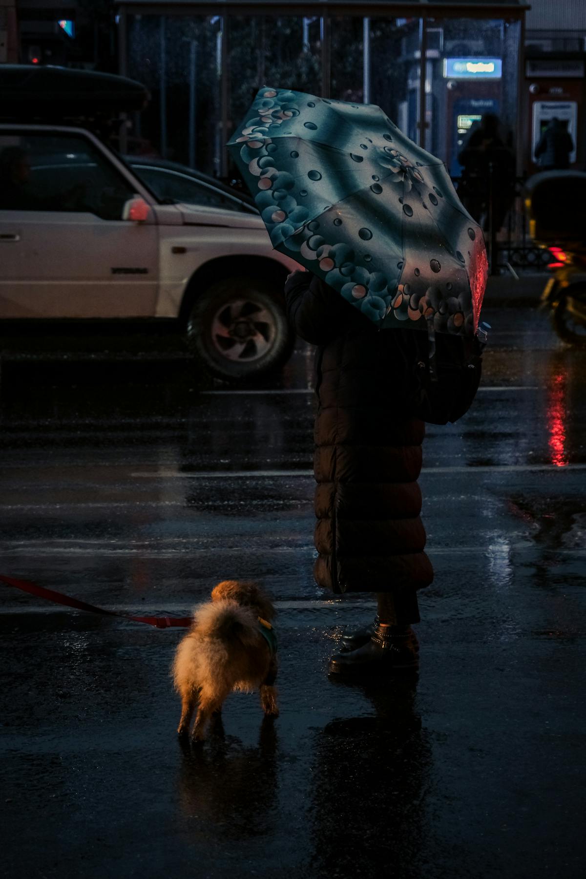 Persona con ombrello e cane in strada bagnata di notte