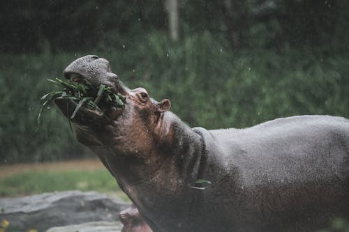 Close-Up of a Hippopotamus Under the Rain