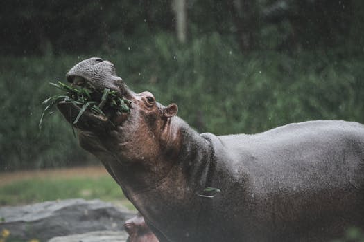 Close-up of a hippopotamus eating grass under rainfall in natural habitat.