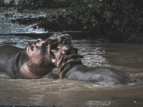 Two hippopotamuses playing and interacting in a natural water setting, showcasing wildlife behavior.