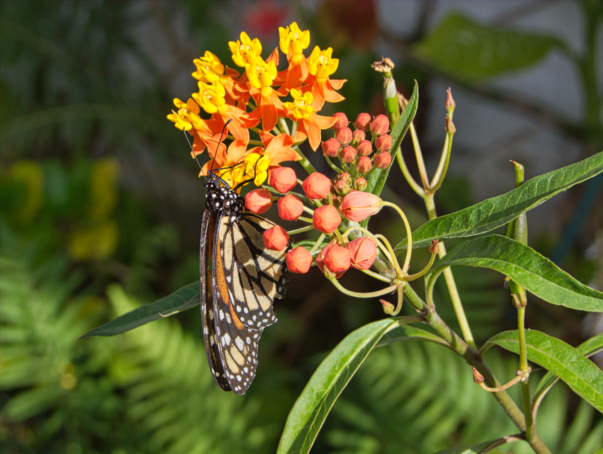 Close-up of a Monarch butterfly pollinating bright orange milkweed flowers.