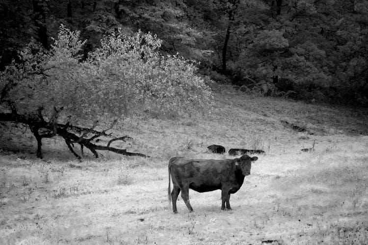 Grayscale Photo Of A Cow On Grass Field