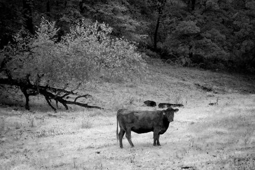 Free A serene black and white cow stands in a grassy field under a tree. Stock Photo