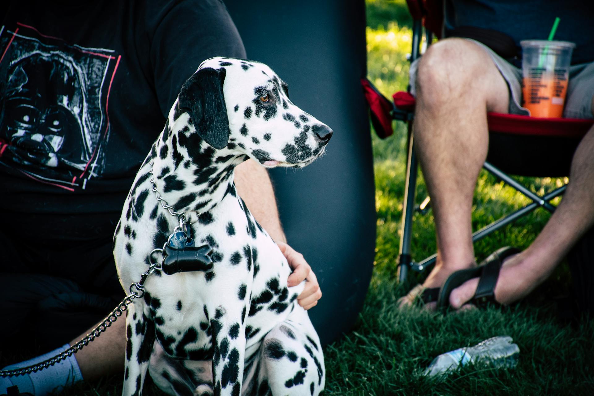 Dalmatien blanc et noir adulte près d'une personne assise sur une chaise