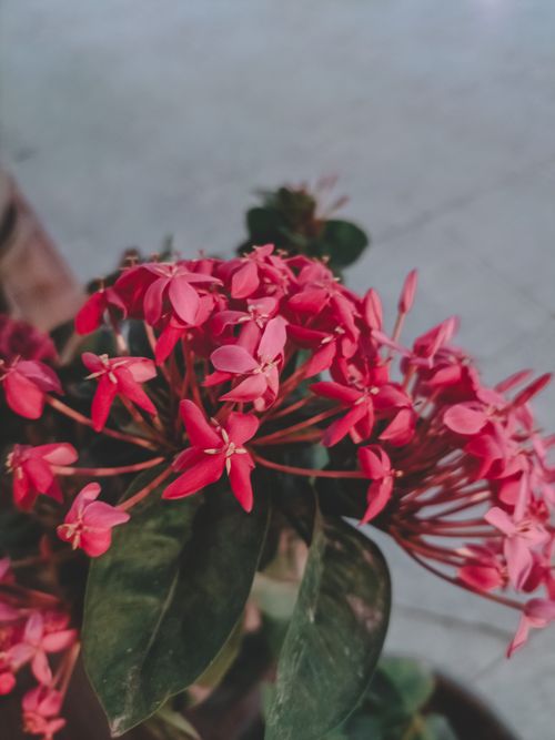 Free Close-up of red Ixora coccinea flowers displaying vibrant hues and lush foliage. Stock Photo