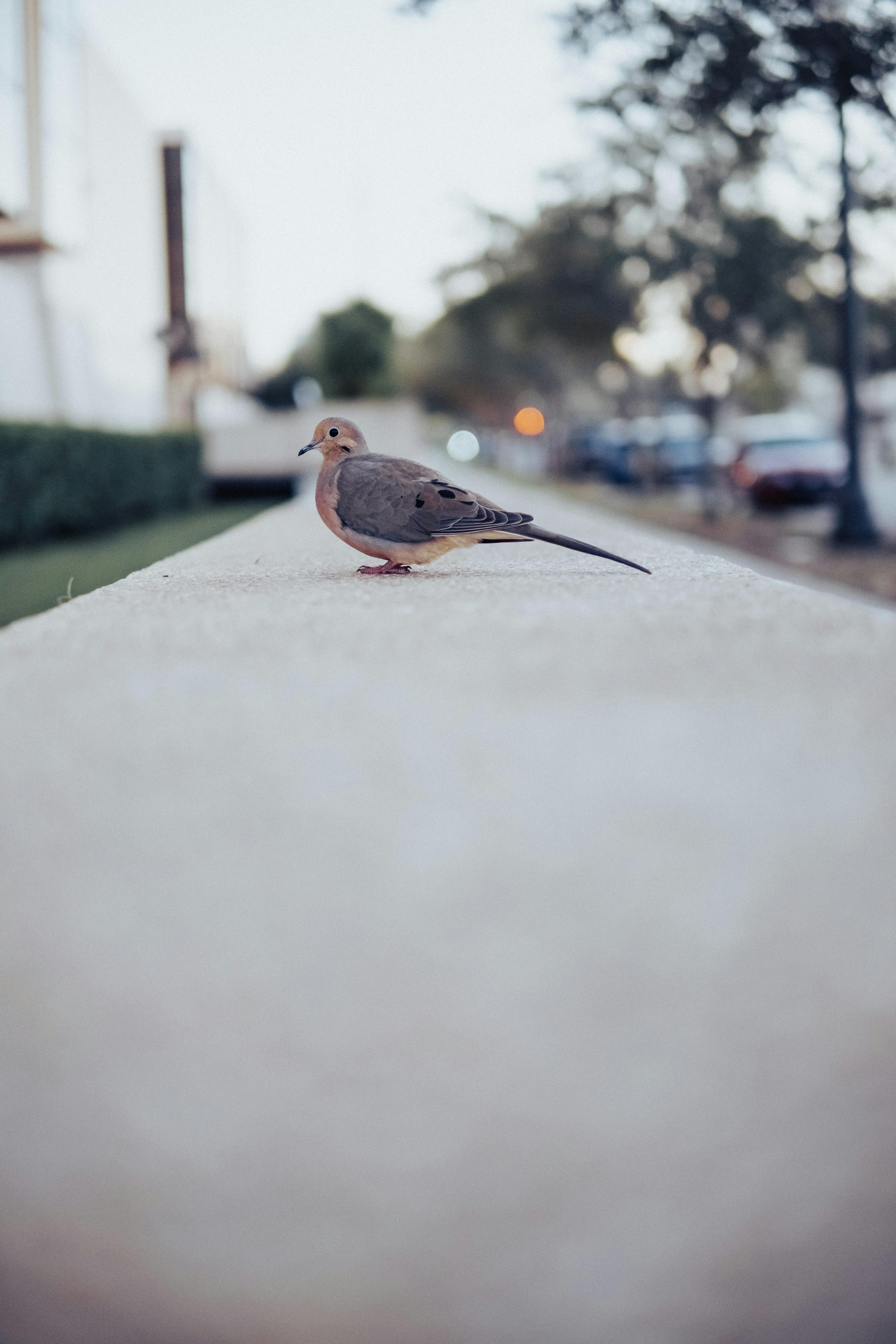 brown and gray bird on gray concrete road