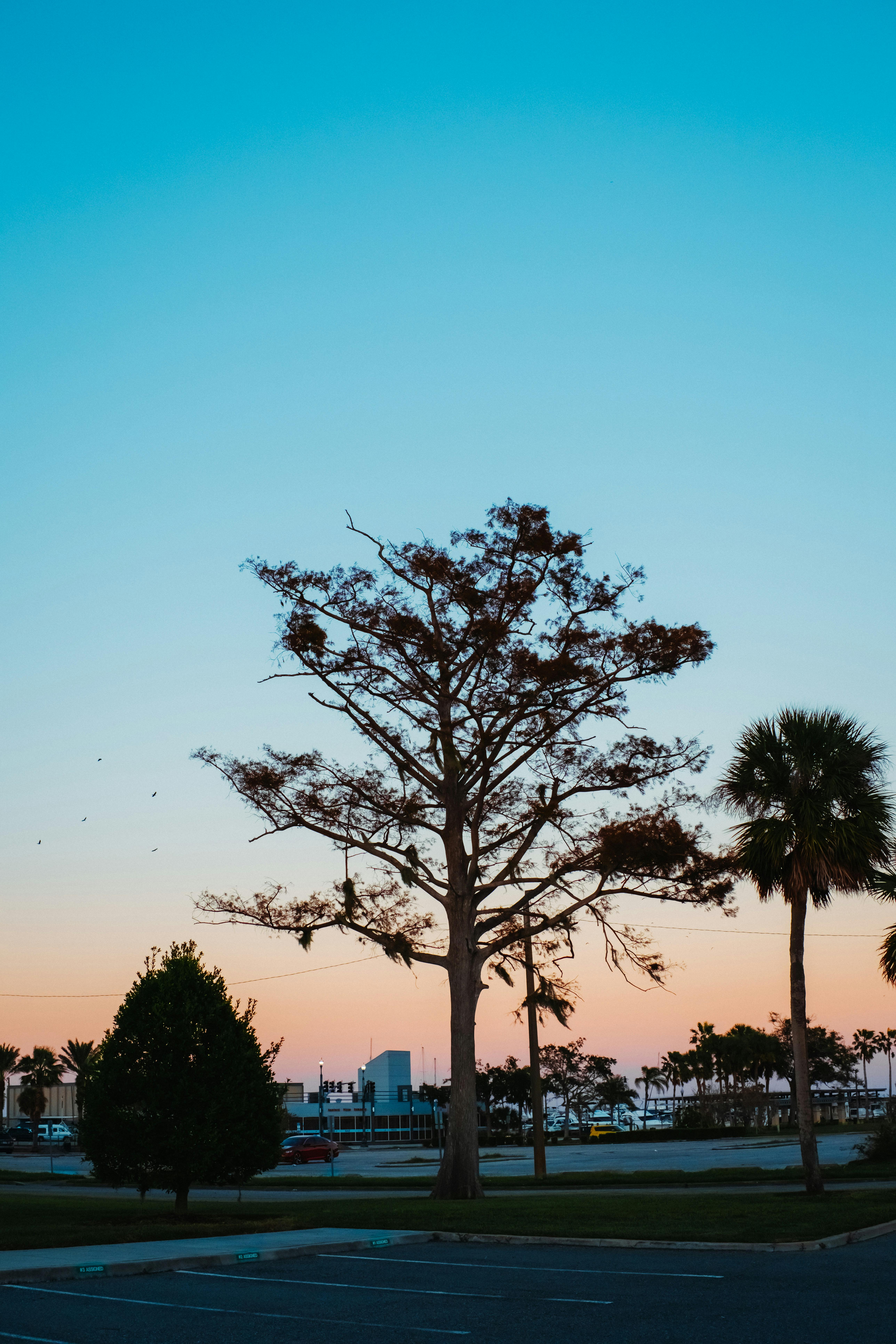 brown tree under blue sky