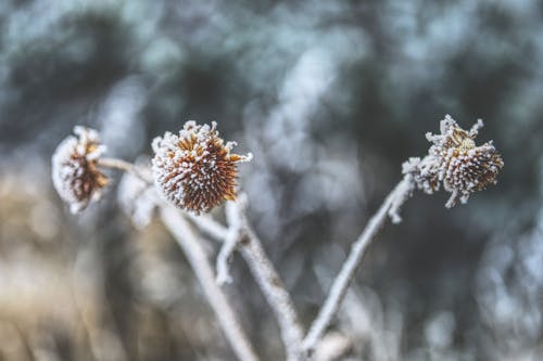 Kostenloses Stock Foto zu ast, baum, blatt