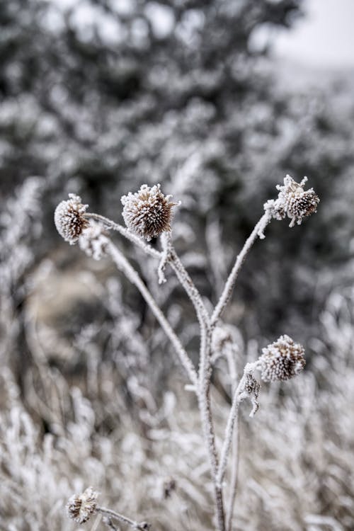 Kostenloses Stock Foto zu ast, blatt, blume