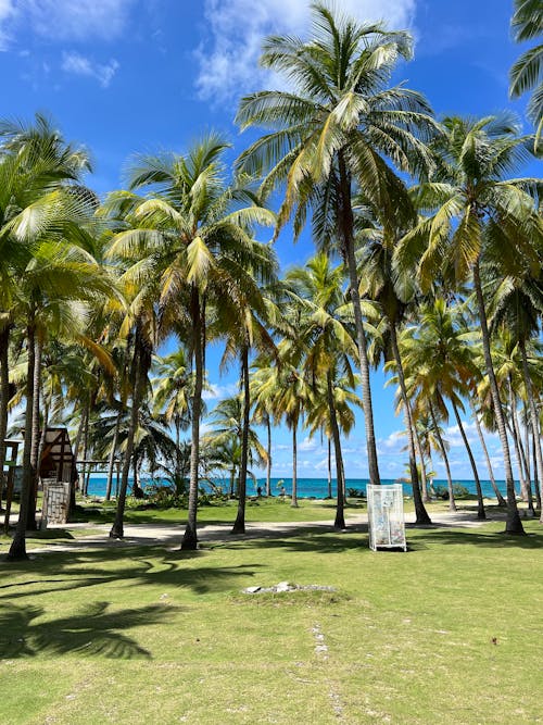 A Green Palm Trees on Green Grass Field