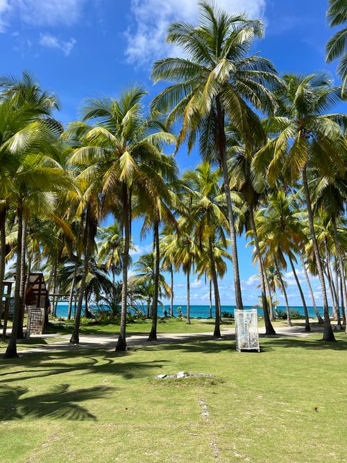 Free A lush tropical landscape with palm trees overlooking a serene ocean under a bright blue sky. Stock Photo