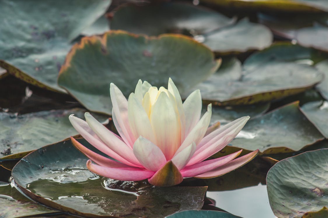 Photograph of a Blooming Water lily