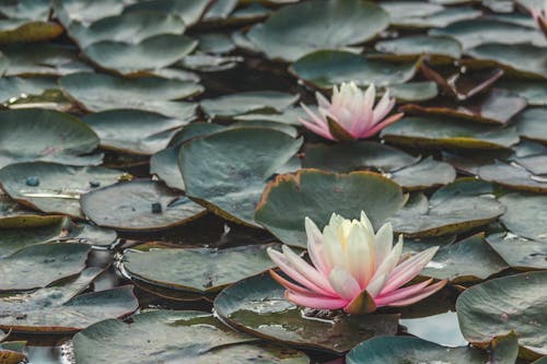 Close Up Photo of Flowers and Lily Pads