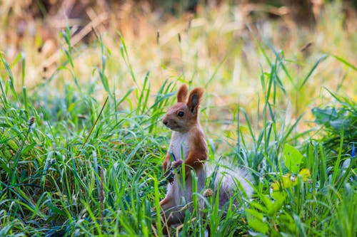 Squirrel hiding in the grass
