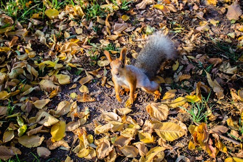 Squirrel on the leafs ground