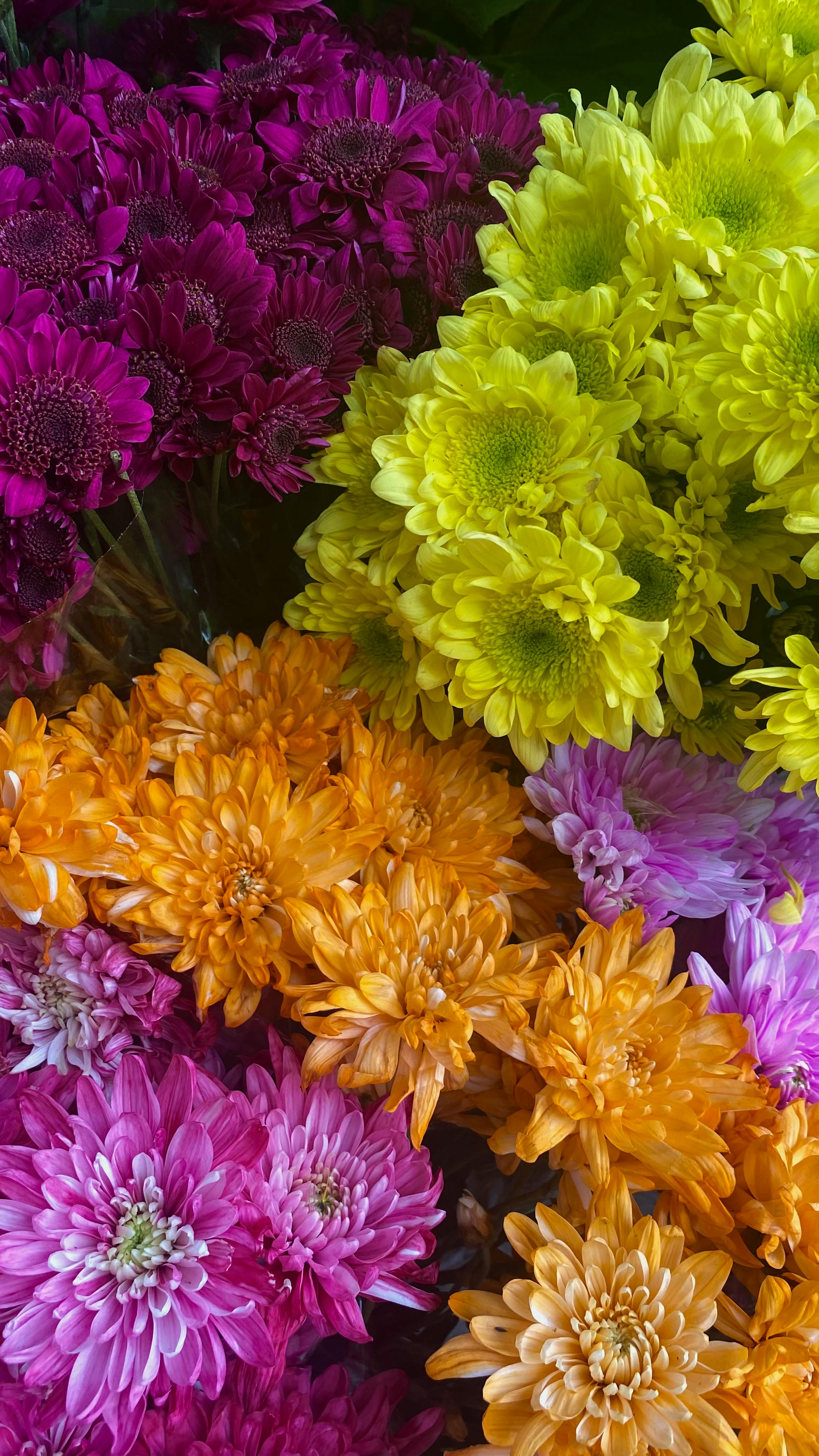 [ColoSach]-vibrant-display-of-chrysanthemum-flowers-in-purple,-yellow,-and-orange-hues.