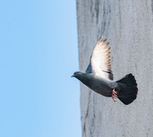 Free Captivating close-up of a pigeon flying past a wall with a clear blue sky background. Stock Photo