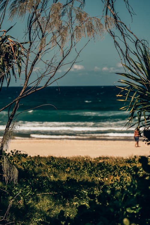 垂直拍摄, 樹木, 海 的 免费素材图片
