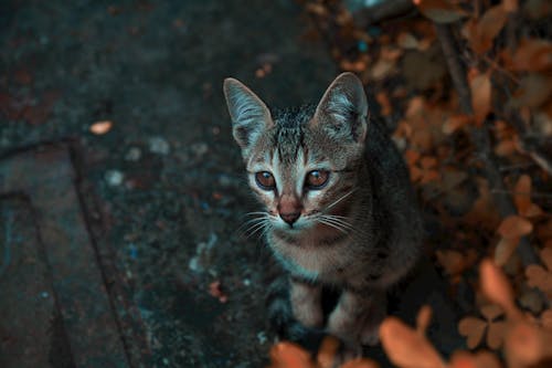 Δωρεάν στοκ φωτογραφιών με Γάτα, γατάκι, γκρο πλαν