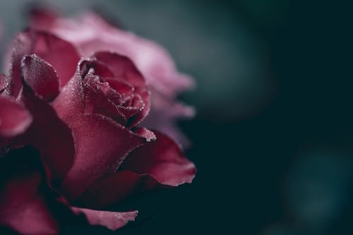 Red Rose in Close Up Photography