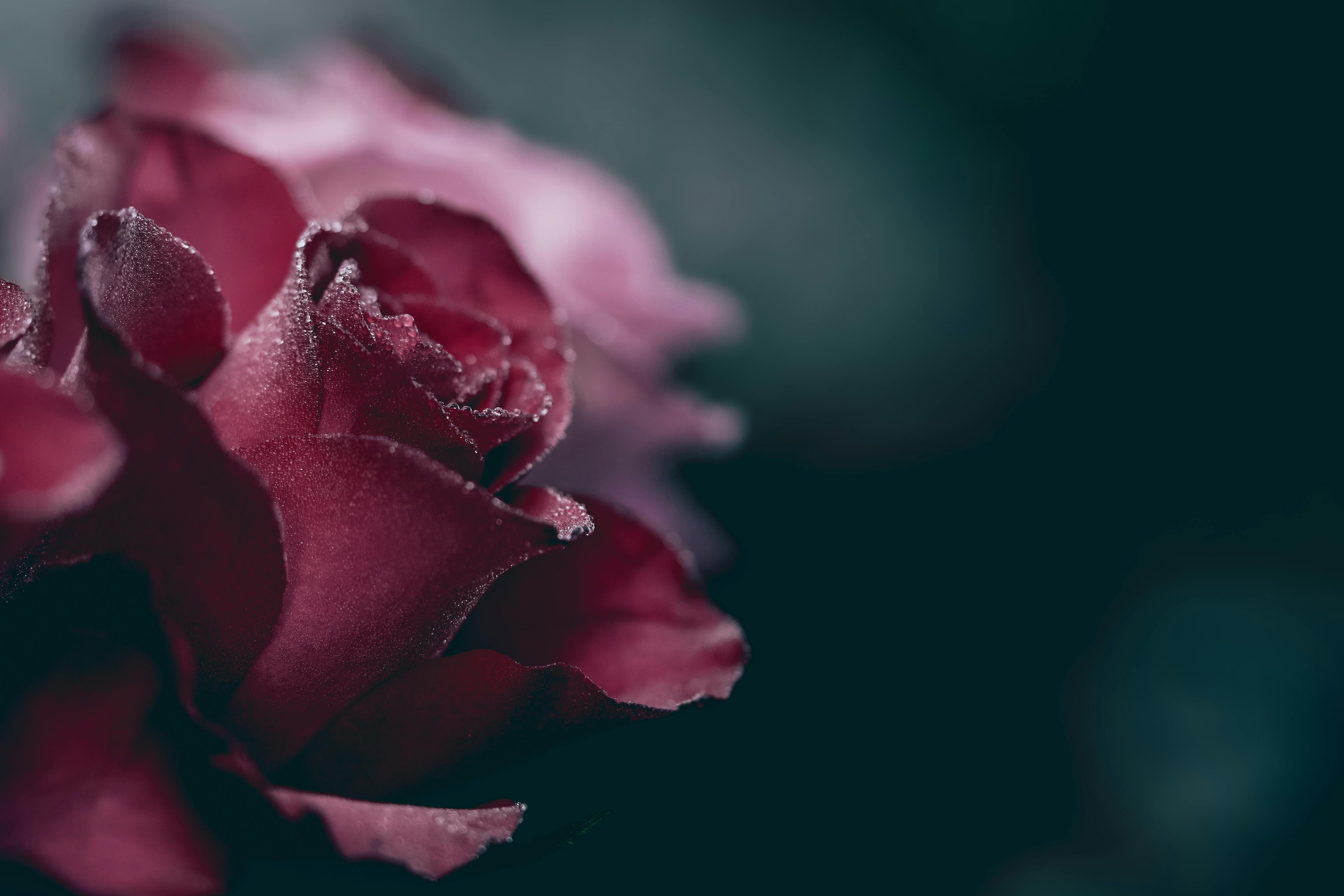 Red Roses in Black Background · Free Stock Photo
