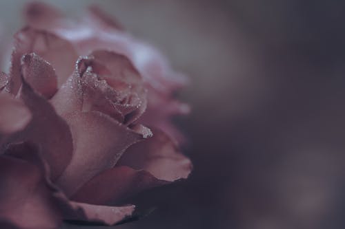 Close Up Shot of a Pink Flower