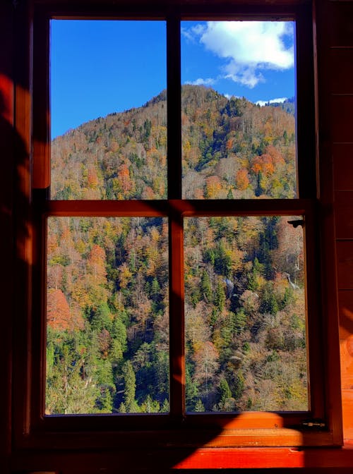 Free A Window Overlooking a Dense Forest Stock Photo