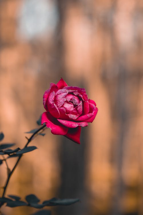 Delicate Red Rose in Close Up Photography 