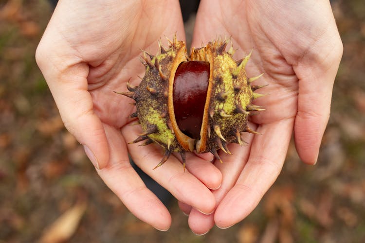 Person Holding Fresh Chestnut