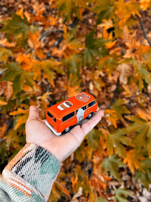 Gratis stockfoto met beer, herfst, herfst behang