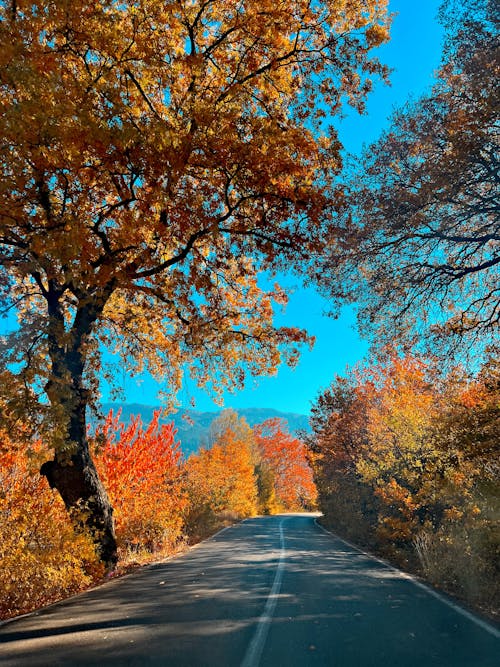 Gratis Fotos de stock gratuitas de árboles de otoño, bosque otoñal, camino asfaltado Foto de stock