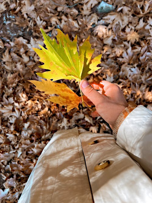 叶子在树上, 大叶子, 秋天 的 免费素材图片